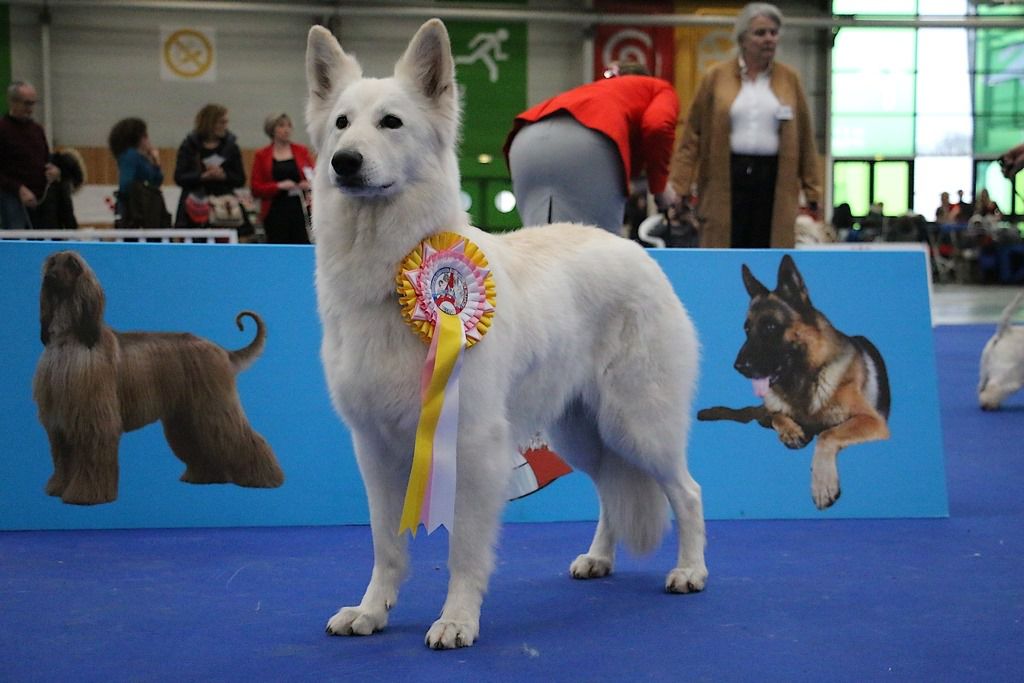 Legendary Katniss du Clan MacVal | White Swiss Shepherd Dog 