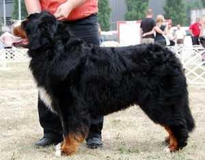 Xanders Hill Harlequin Scooby Doo | Bernese Mountain Dog 