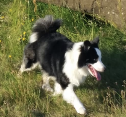 Snætinda Tinni | Icelandic Sheepdog 