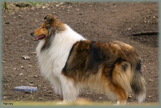 Wicani Dances in Sunlight | Rough Collie 