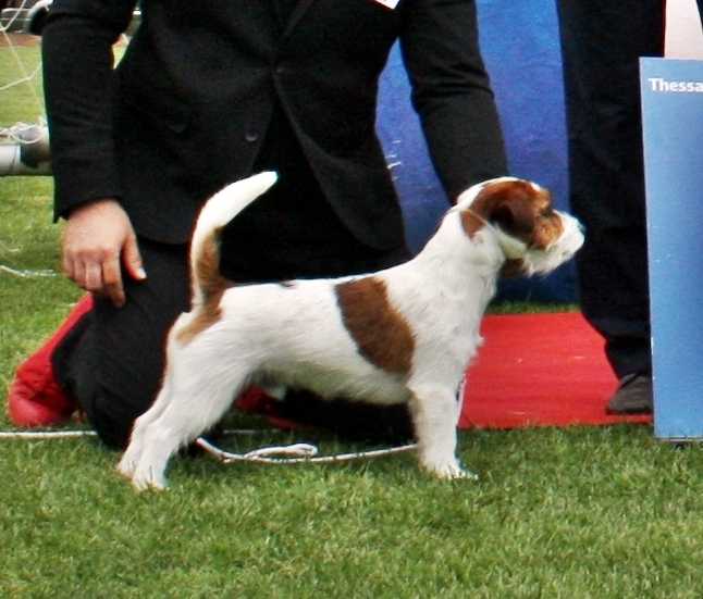 Jonu's JR Quantum of Solace | Jack Russell Terrier 