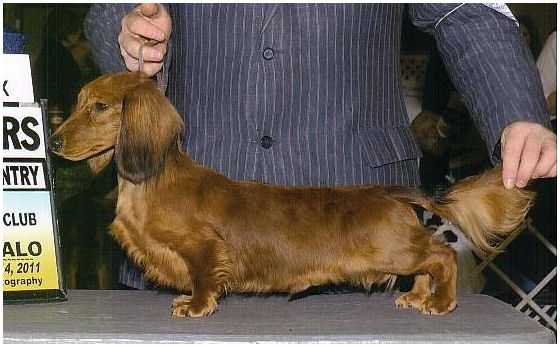 Grandgables Katydox Redfurd Fireball | Dachshund 