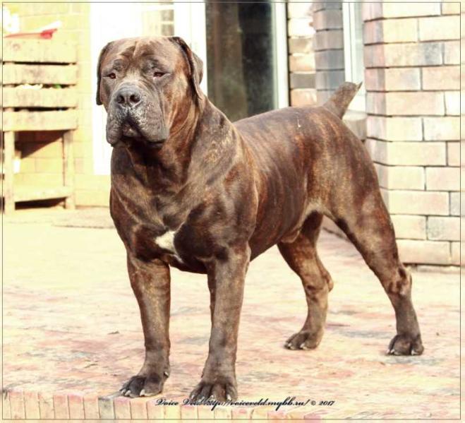 VOIS VELD ZUMZUM | African Boerboel 