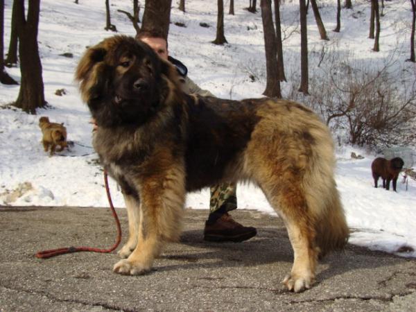 Dikaya Staya Arabskaya Noch Annushka | Caucasian Mountain Dog 