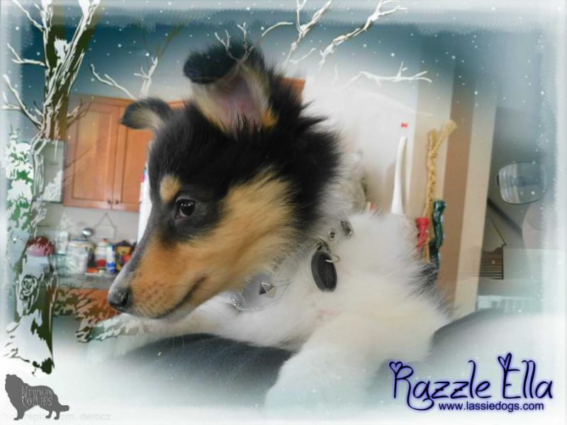 Newman's Razzle Me To The Top | Rough Collie 