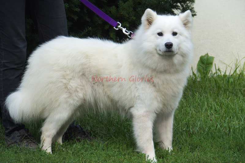 Mountains Show The Splendor Of God | Samoyed 