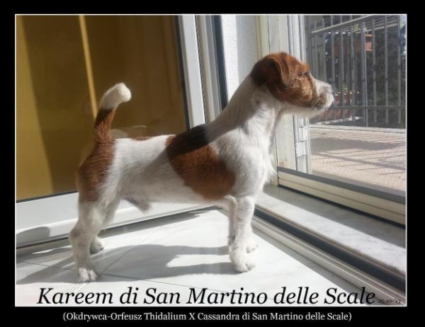 Kareem di San Martino delle Scale | Jack Russell Terrier 