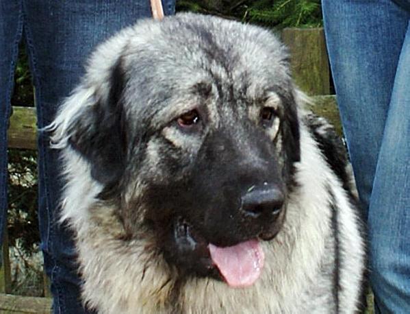 Fatka meda zlogorska | Yugoslavian Shepherd Dog-Sarplaninac 