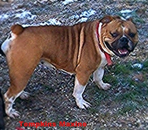 Tompkin's Maxine | Olde English Bulldogge 