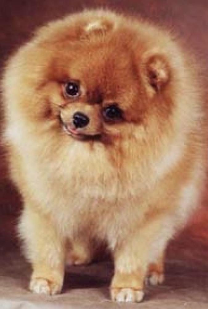 Velvet Touch Kid Karizma’ | Pomeranian 