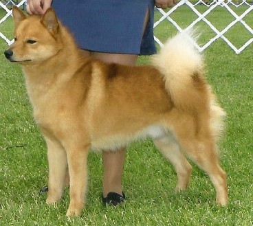 DV9K9's Blazing Element of Bo-Co-Pa RN | Finnish Spitz 