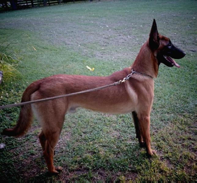 ALOIS VON ANAUJ HAUS | Belgian Malinois 