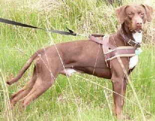 Adens Holi Moses | Catahoula Leopard Dog 