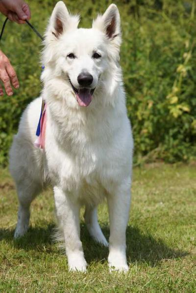 De Niro vom weißen Birkenstolz | White Swiss Shepherd Dog 