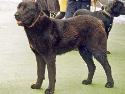 ZHULDUZ IZ RUSSKOI LEGENDI | Central Asian Shepherd Dog 