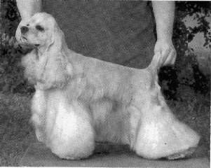 Tri-Pod's Russian In | American Cocker Spaniel 