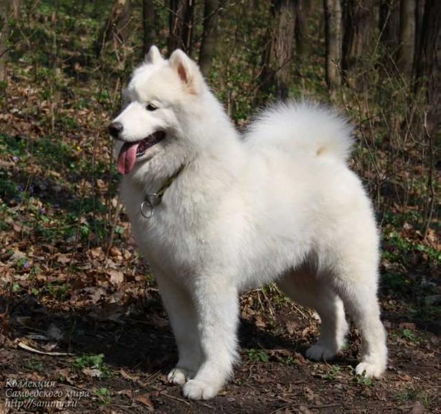 Magi? Wand Iz Moskovskoy Metely | Samoyed 