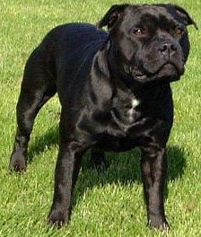 Kylorda Kynge's man | Staffordshire Bull Terrier 