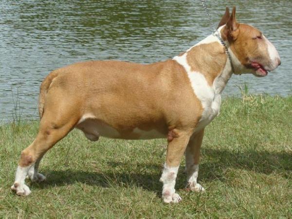 Othelo Mori de Sipan | Bull Terrier 