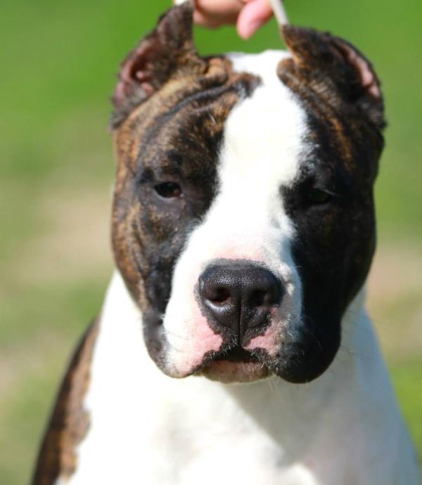 Gold Mask American star | American Staffordshire Terrier 
