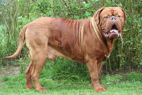 Balrog de la Tour Gelee | Dogue de Bordeaux 