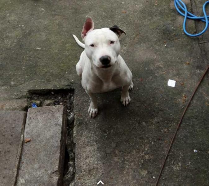 Taila Padre Réus | American Staffordshire Terrier 