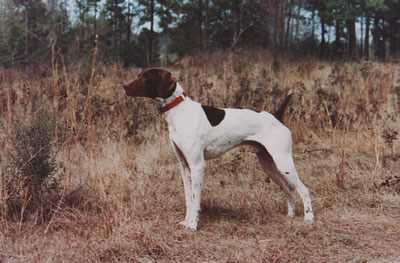 Kj's Hightailing Saddle | German Shorthaired Pointer 