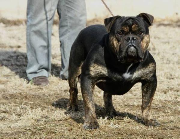 Black Gold of WANYAN | Olde English Bulldogge 