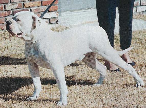 Blackwell's Deacon | Olde English Bulldogge 