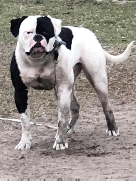 Hallstar’s Ebb got game | American Bulldog 