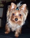 Lightning Lugo | Yorkshire Terrier 