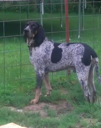 "PR" Hensons Bawlin BeauJangles | Bluetick Coonhound 