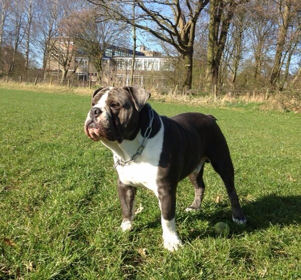 Bullforce Blue Bones | Olde English Bulldogge 