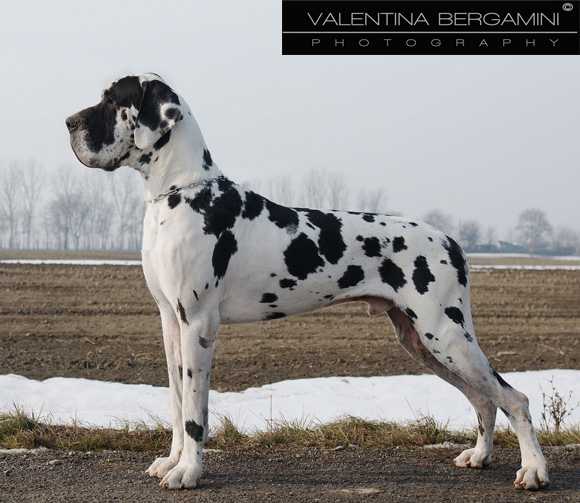 El Rey Del Castello Delle Rocche | Great Dane 