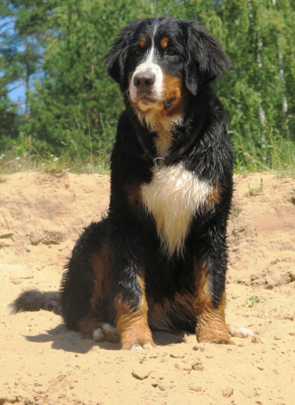 Guaro d'AÏnhoa | Bernese Mountain Dog 