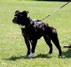 ironbulls luzy | Olde English Bulldogge 