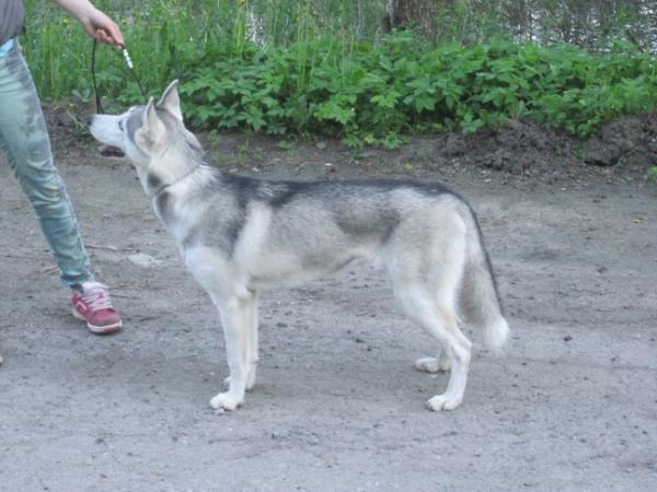 Nuotti | Siberian Husky 