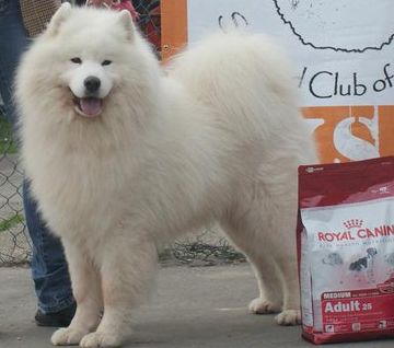 Cheers For Azi Yoshi and us | Samoyed 