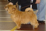 Suita Sortis z Krainy Lessie | Norwich Terrier 