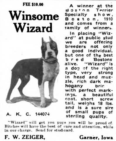 Winsome Wizard 144074 | Boston Terrier 