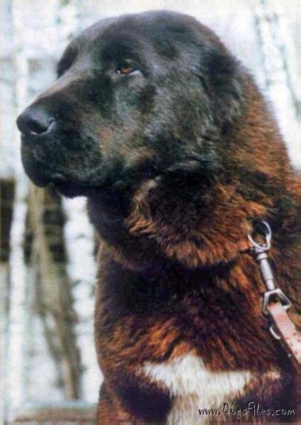 AZIM-SHAHRAZ-KLOVI | Central Asian Shepherd Dog 