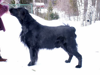 Branchalwood Machriebay | Flat-Coated Retriever 