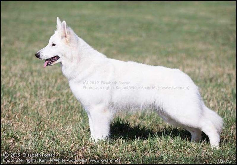 Amarah av White Arctic Mist | White Swiss Shepherd Dog 