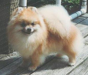 Benrays Emmy Timstopper ROM | Pomeranian 