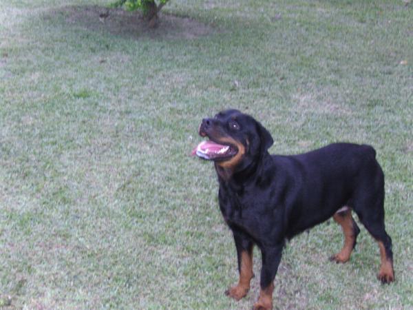 IVY  VON  KAMS | Rottweiler 