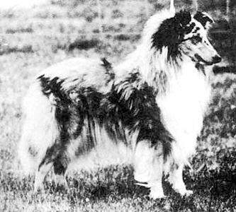 Cronys Blue Sky | Rough Collie 