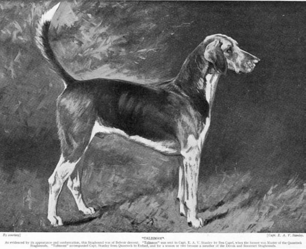 Talisman [English Staghound] Capt. E. A. V. Stanley | English Foxhound 