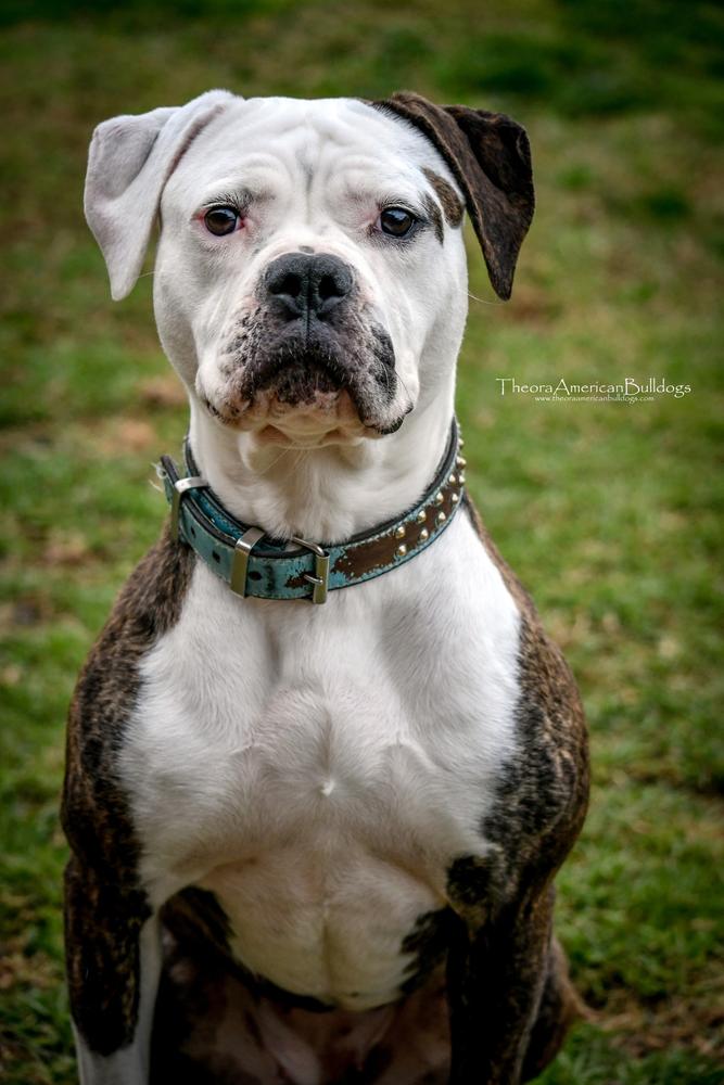 Theora's Shieldmaiden | American Bulldog 