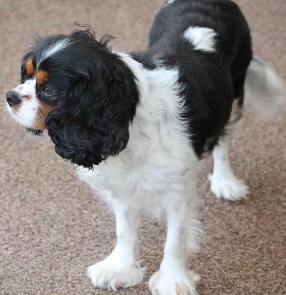 Riverport's Endearing Lady | Cavalier King Charles Spaniel 