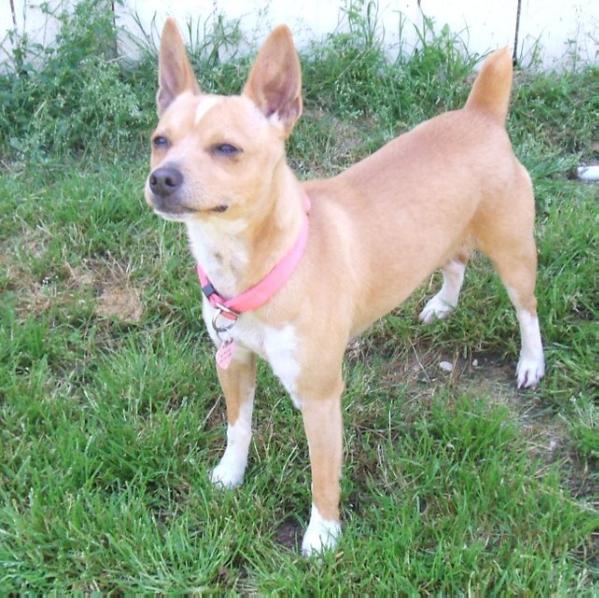 Knd'S butterscotch puddin | Rat Terrier 